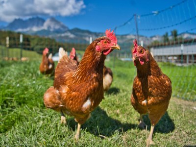 Holiday apartment Farm Kernerbauer - Outdoor photo 12