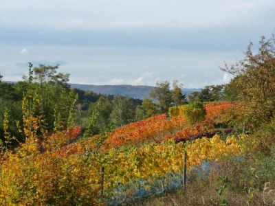 Apartment Comfort in Central Ballenstedt - Environment photo 38