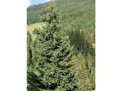 Holiday house WÃ¤chter 4 - Environment photo 12