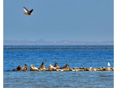 Holiday house Mytilus 17 Holiday Home - Environment photo 15