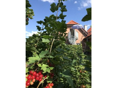 Holiday apartment Dischereit - Outdoor photo 5