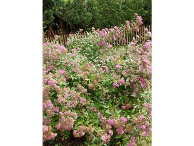 Holiday house Blum - vom Ende - Outdoor photo 16