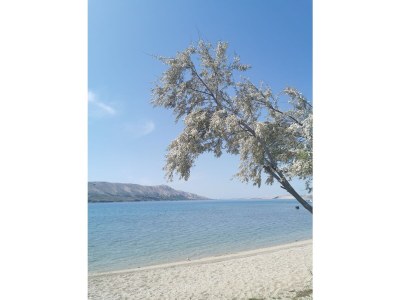 Holiday apartment Kovacika - direct at sea with view on the bay - Environment photo 39