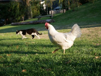 Holiday apartment Pichlerhof - Outdoor photo 11