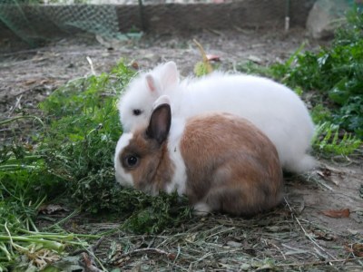 Holiday apartment Pichlerhof - Outdoor photo 15