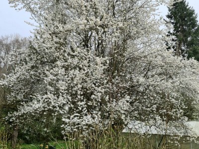 Holiday apartment Rotkehlchen - Outdoor photo 8