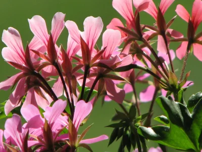 Holiday apartment Haus Berthold - Environment photo 20