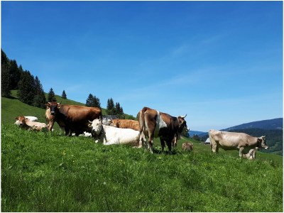 Alpine hut Holiday Cabin - Alpe Finne - Outdoor photo 7