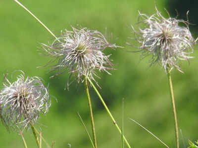 Alpine hut Holiday Cabin - Alpe Finne - Environment photo 30