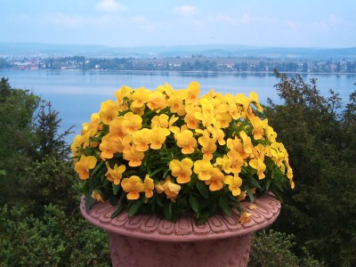 Holiday apartment in Ermatingen - Environment photo 30