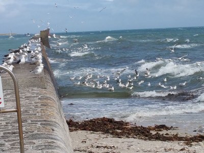 Holiday house VÃ©lina Southern Brittany - Environment photo 21