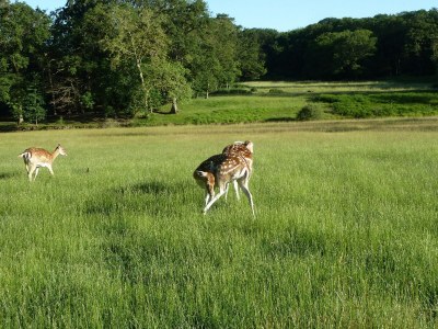 Castle Bed & breakfast in château in Allier - Environment photo 17