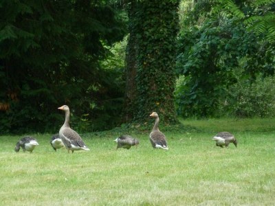 Castle Bed & breakfast in château in Allier - Environment photo 18