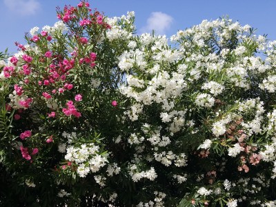 Holiday house Villa Karpousi - Outdoor photo 9