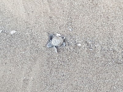 Holiday house Villa Karpousi - Environment photo 38