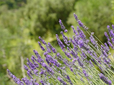 Apartment Cà Bianca sopra by Garda FeWo - Outdoor photo 37