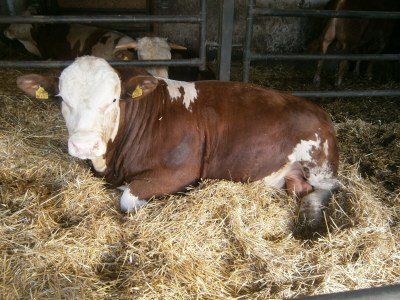 Holiday apartment Schadler - Environment photo 10