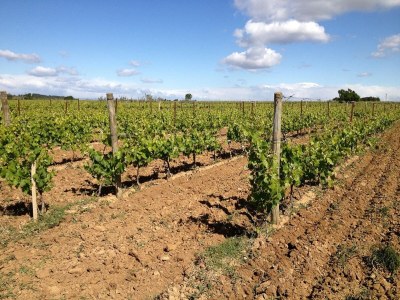 Apartment Flat with pool in the heart of vineyards - Outdoor photo 37
