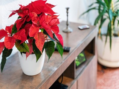 Apartment Ferienwohnung in Dresden - Outdoor photo 35