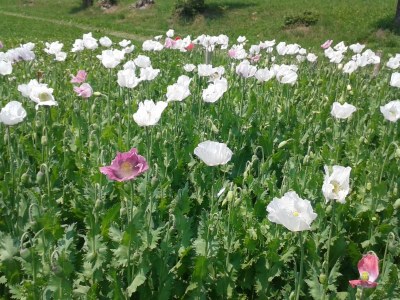 Holiday apartment Morgensonne - Environment photo 24