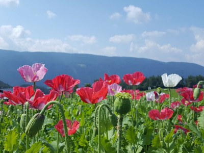 Holiday apartment Morgensonne - Environment photo 35