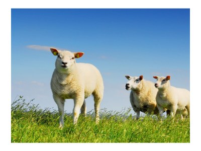 Apartment Princess Juliana 116 with sea view - Environment photo 13