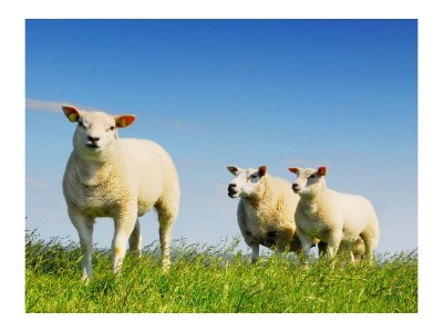 Apartment Princess Juliana 94 with sea view - Environment photo 15