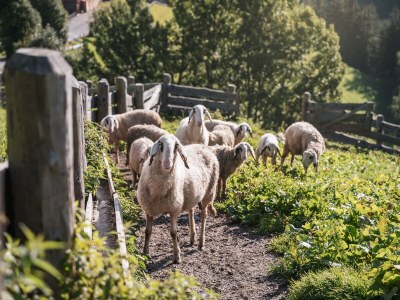 Chalet BatacÃ¶r - Environment photo 29