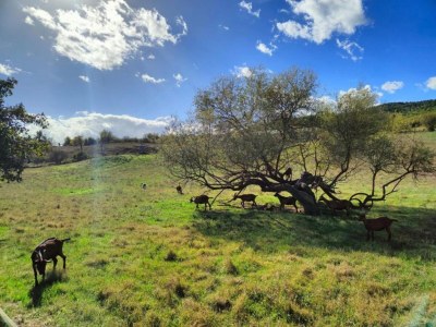 Apartment A Vineyard Apartment Retreat - Environment photo 26