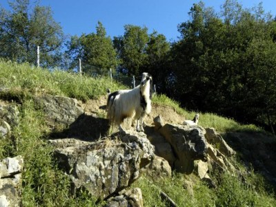 Apartment A Vineyard Apartment Retreat - Environment photo 27
