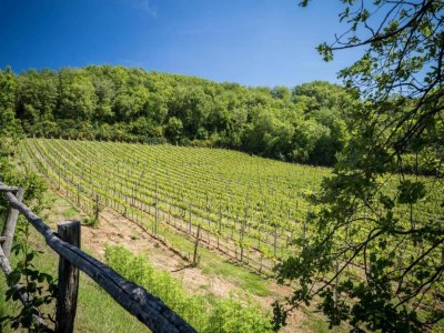 Apartment A Vineyard Apartment Retreat - Environment photo 33