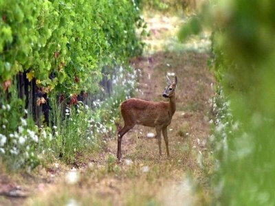 Apartment A Vineyard Apartment Retreat - Environment photo 38