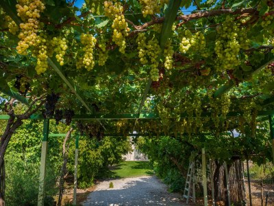 Villa in Kamilari - Outdoor photo 13