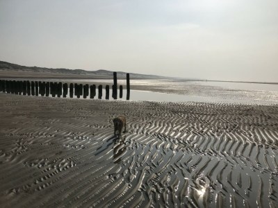 Holiday house Zandduin - Environment photo 32