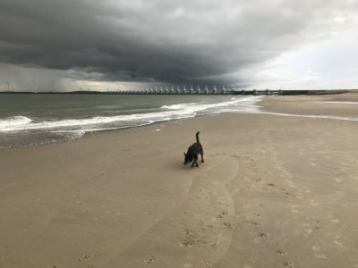 Holiday house Zandduin - Environment photo 39