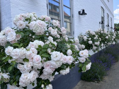 Holiday apartment Schlei Liebe - Outdoor photo 8