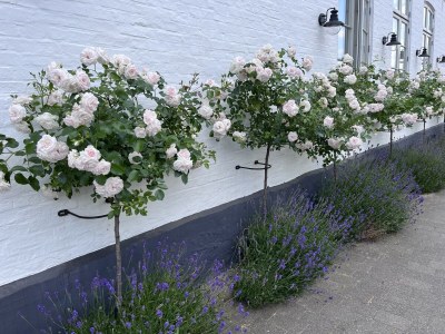 Holiday apartment Schwanen Herz - Outdoor photo 10