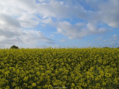 Holiday apartment Schwanen Herz - Environment photo 29