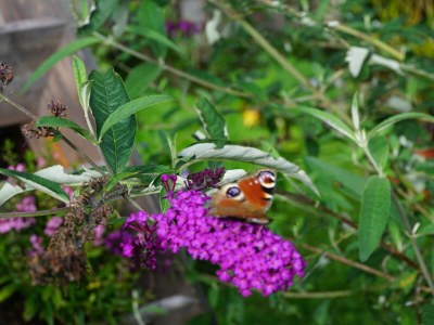 Apartment Dahoam - Outdoor photo 13