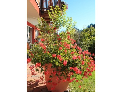 Apartment Dahoam - Outdoor photo 15