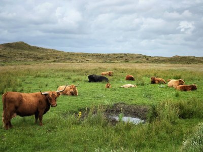 Villa Buytenplaats Texel - Environment photo 32