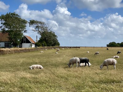Villa Buytenplaats Texel - Environment photo 37