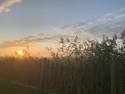 Holiday house Huus Wimelie Nesse - Outdoor photo 8