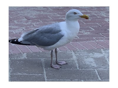 Holiday house Huus Wimelie Nesse - Environment photo 25