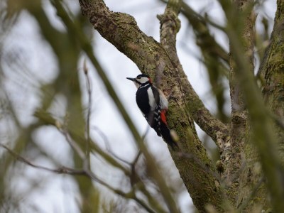 Holiday apartment De Vrijheid - Environment photo 15