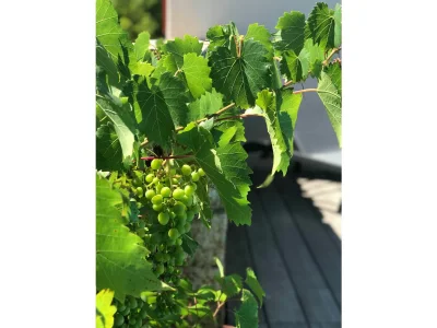 Villa Villa Casa Verde - 3 bedrooms and heated pool - Environment photo 7