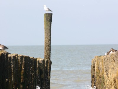 Apartment Strandresidentie A302 - Environment photo 12
