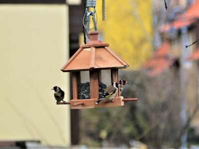 Holiday apartment Altes Logierhaus - Outdoor photo 14