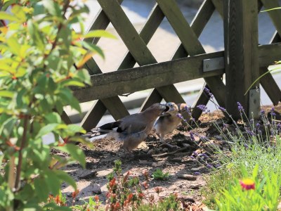 Holiday apartment Altes Logierhaus - Outdoor photo 20