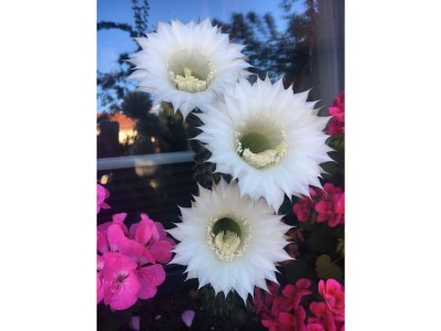 Holiday apartment Altes Logierhaus - Outdoor photo 21